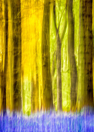 Tricolour Wood