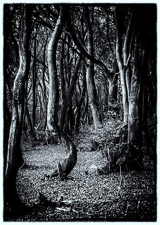 Twisted tree