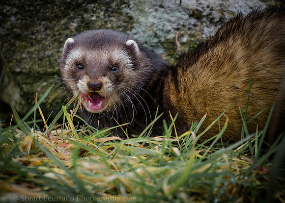Polecat