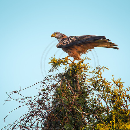 Red Kite on a stick