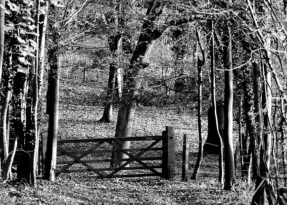 DSC_0295a