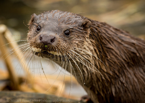 Otter 3
