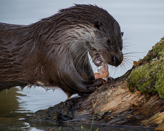 otter 4