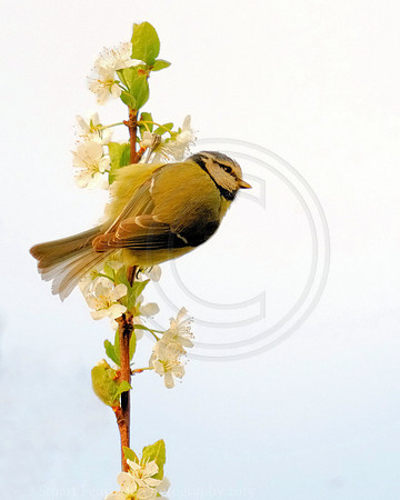 Green Finch and apple blossom