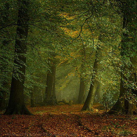 Barnse's Grove