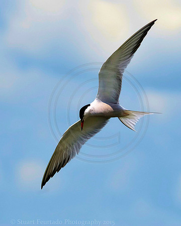 Common Tern