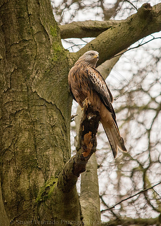 Red Kitew in woods