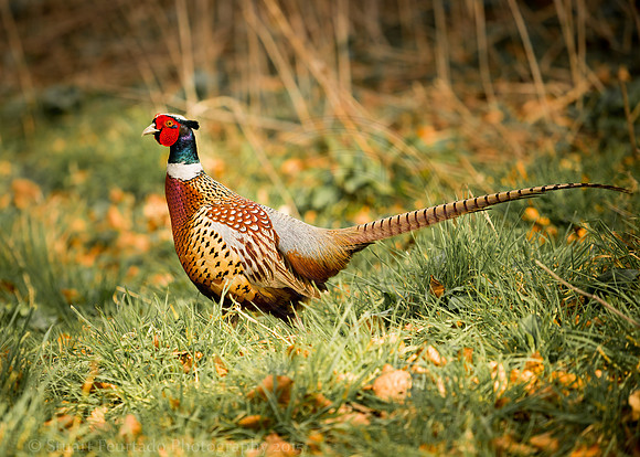 Ring Necked Pheasant