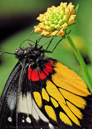 Butterfly Farm_055