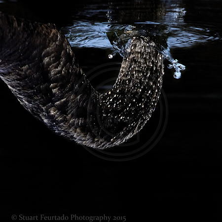 Monster of the deep