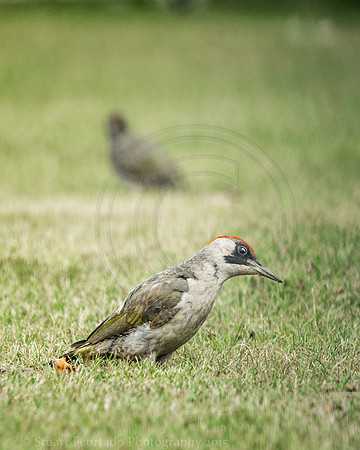 Green woodpecker