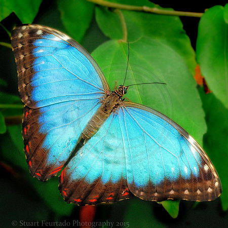 Butterfly Farm_067