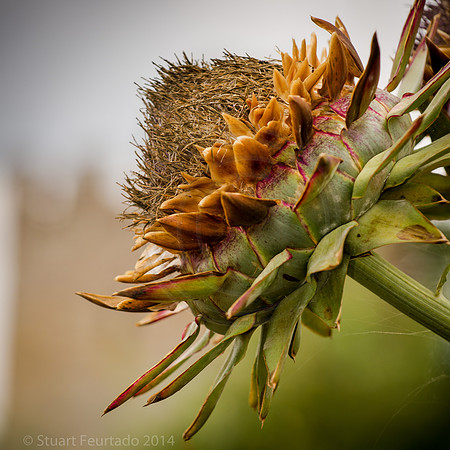 Greys Court (53)